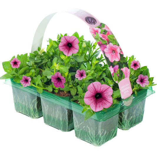 Basket Plants - Petunia Surfinia Pink (6 Pack)