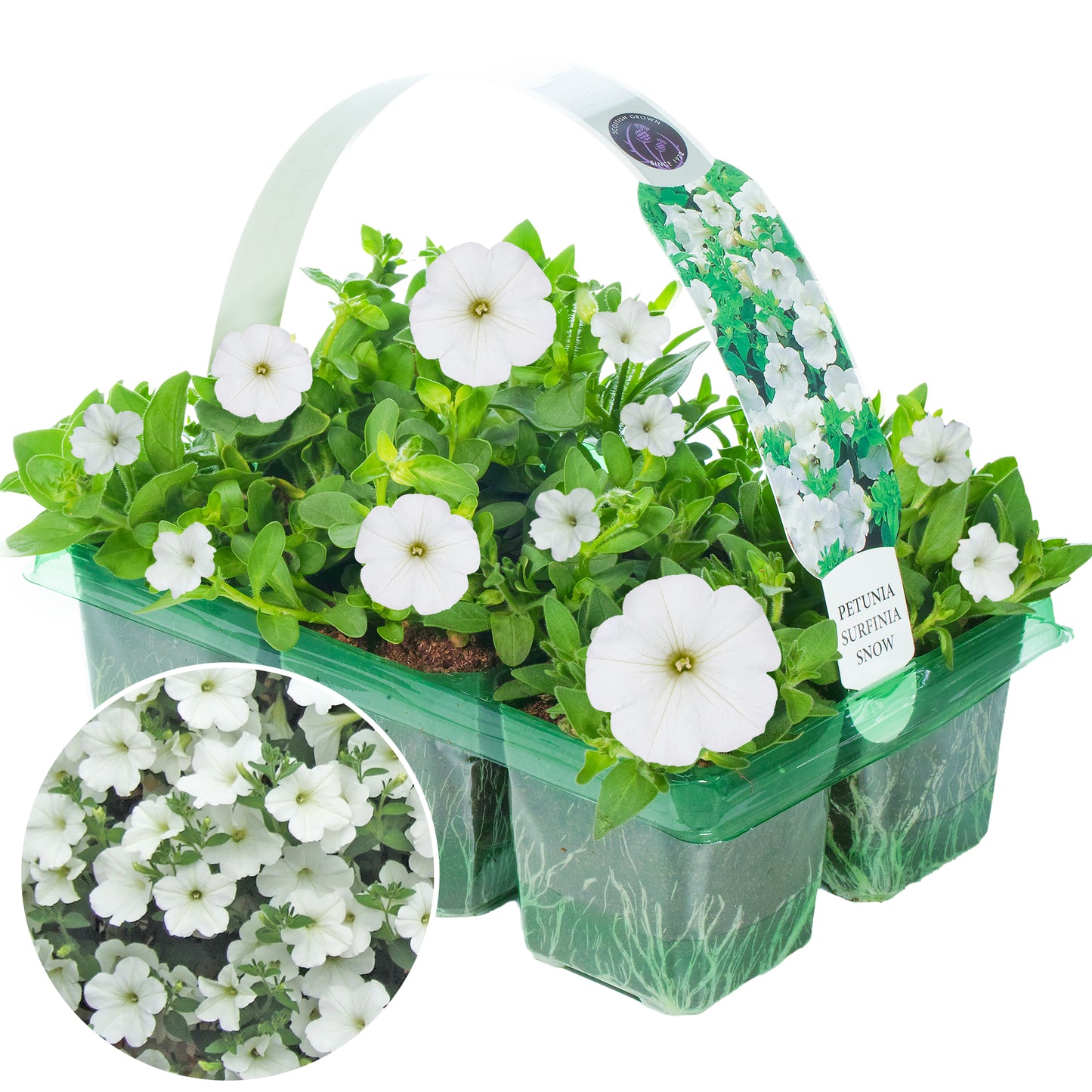 Basket Plants - Petunia Surfinia White (6 Pack)