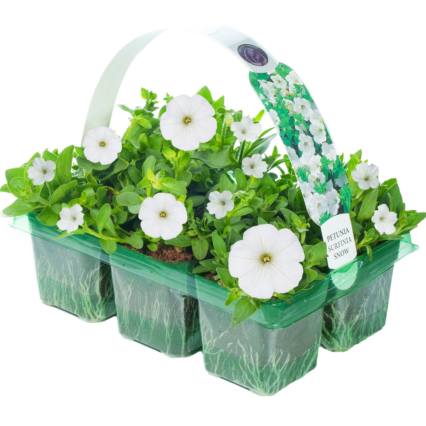 Basket Plants - Petunia Surfinia White (6 Pack)