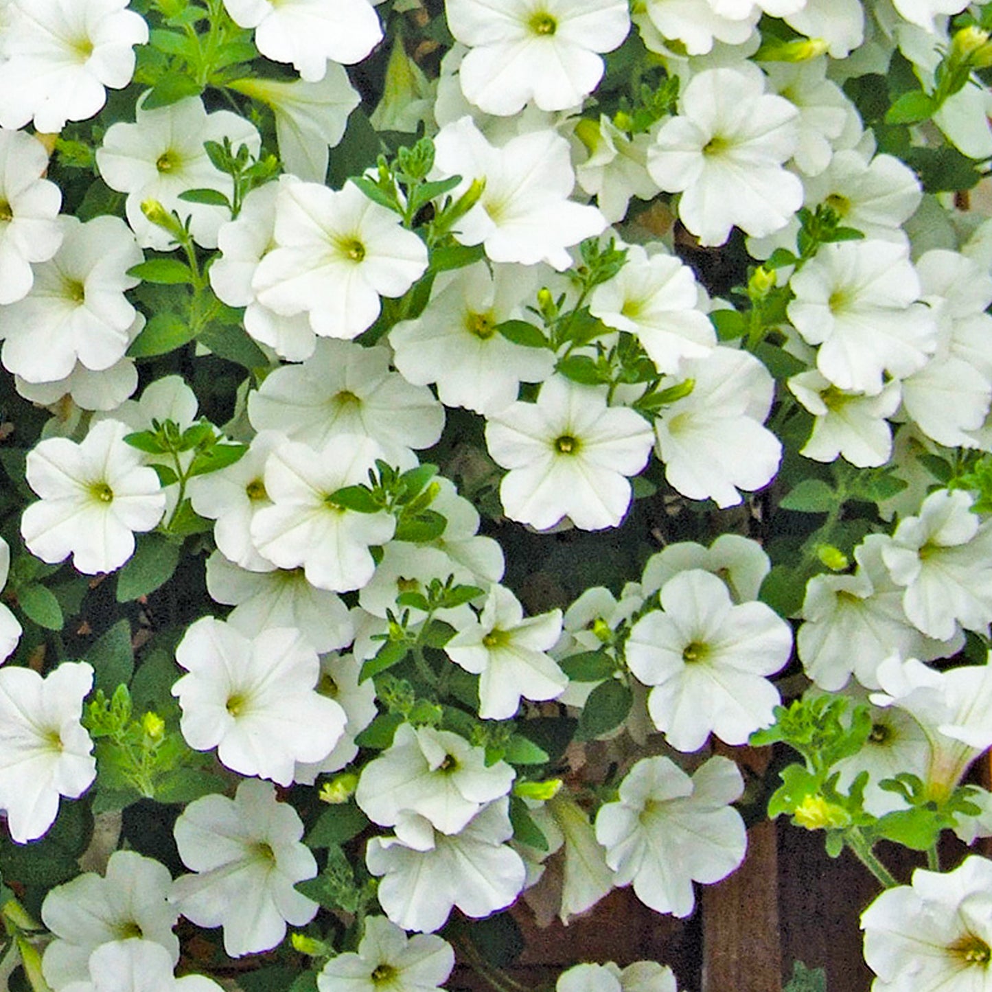 Basket Plants - Petunia Surfinia White (6 Pack)