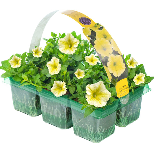 Basket Plants - Petunia Surfinia Yellow (6 Pack)