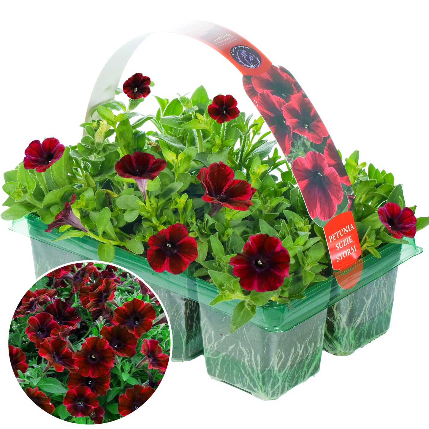 Basket Plants - Petunia Suzie Storm (6 Pack)