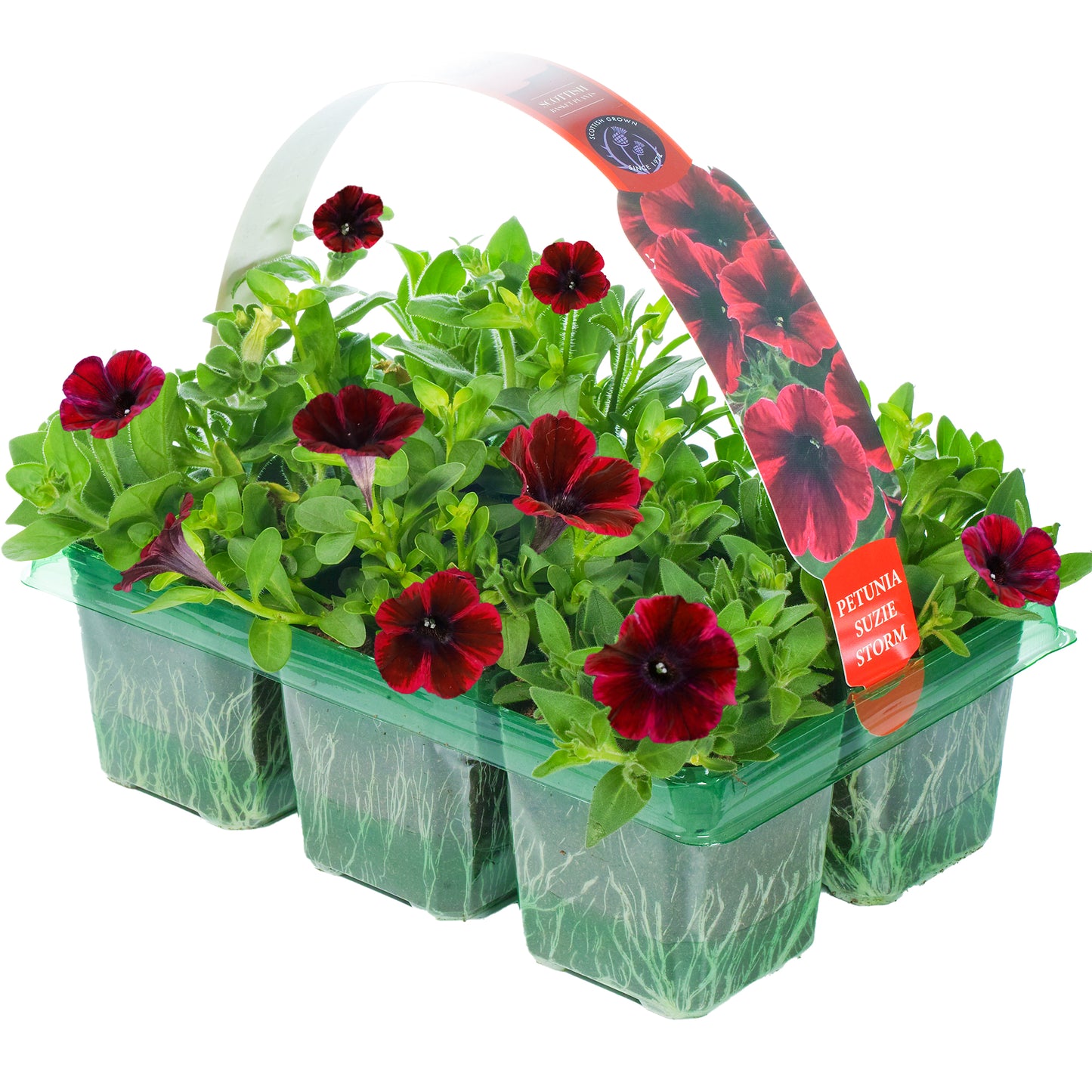 Basket Plants - Petunia Suzie Storm (6 Pack)