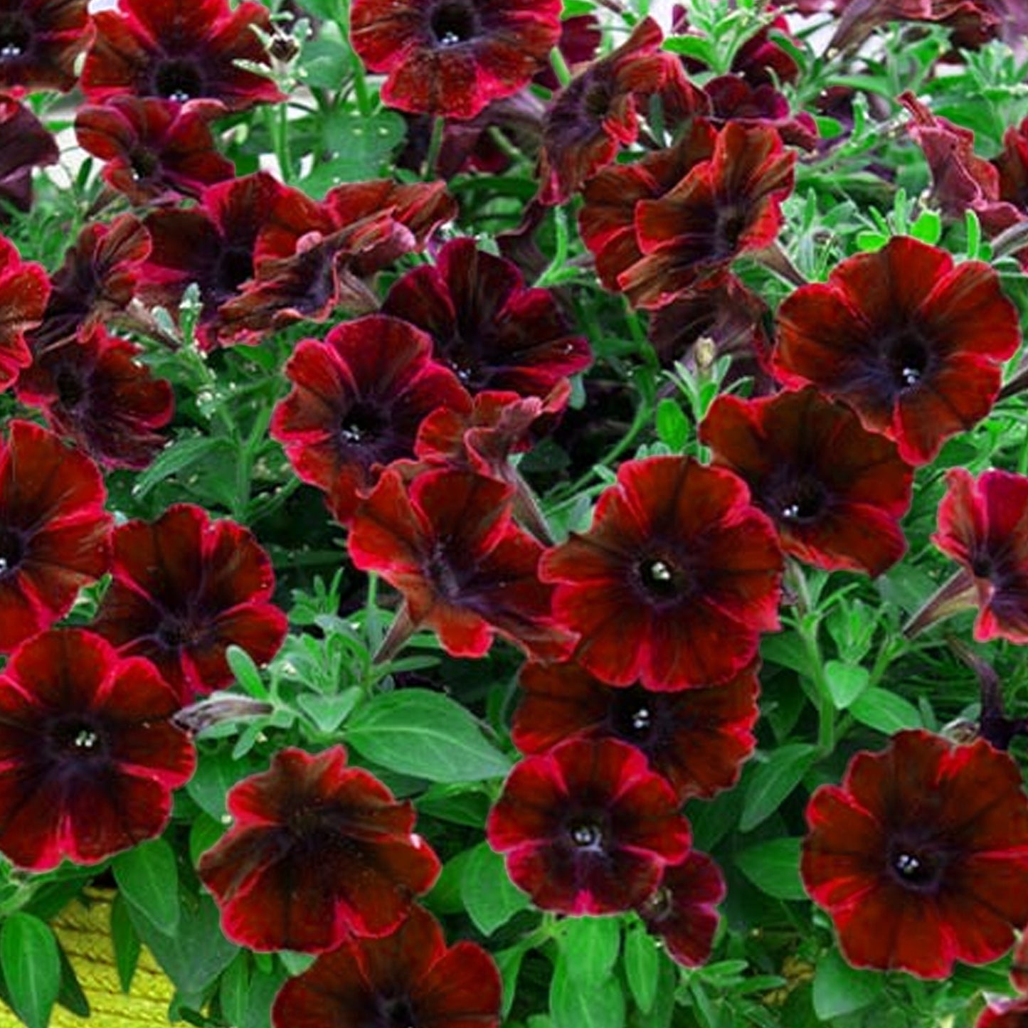 Basket Plants - Petunia Suzie Storm (6 Pack)