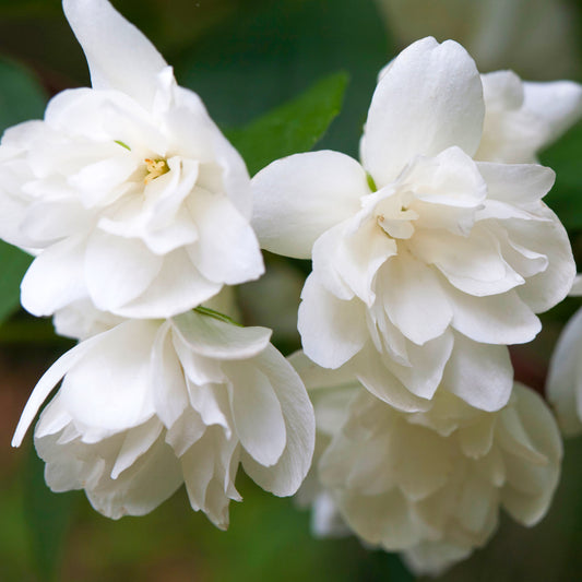 Philadelphus Snowbelle (9cm)