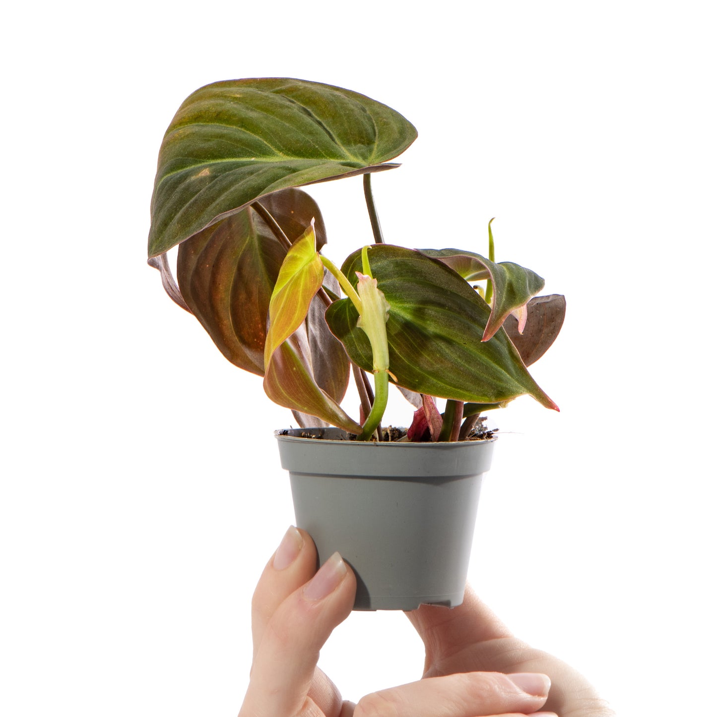 Baby Plants - Philodendron Micans