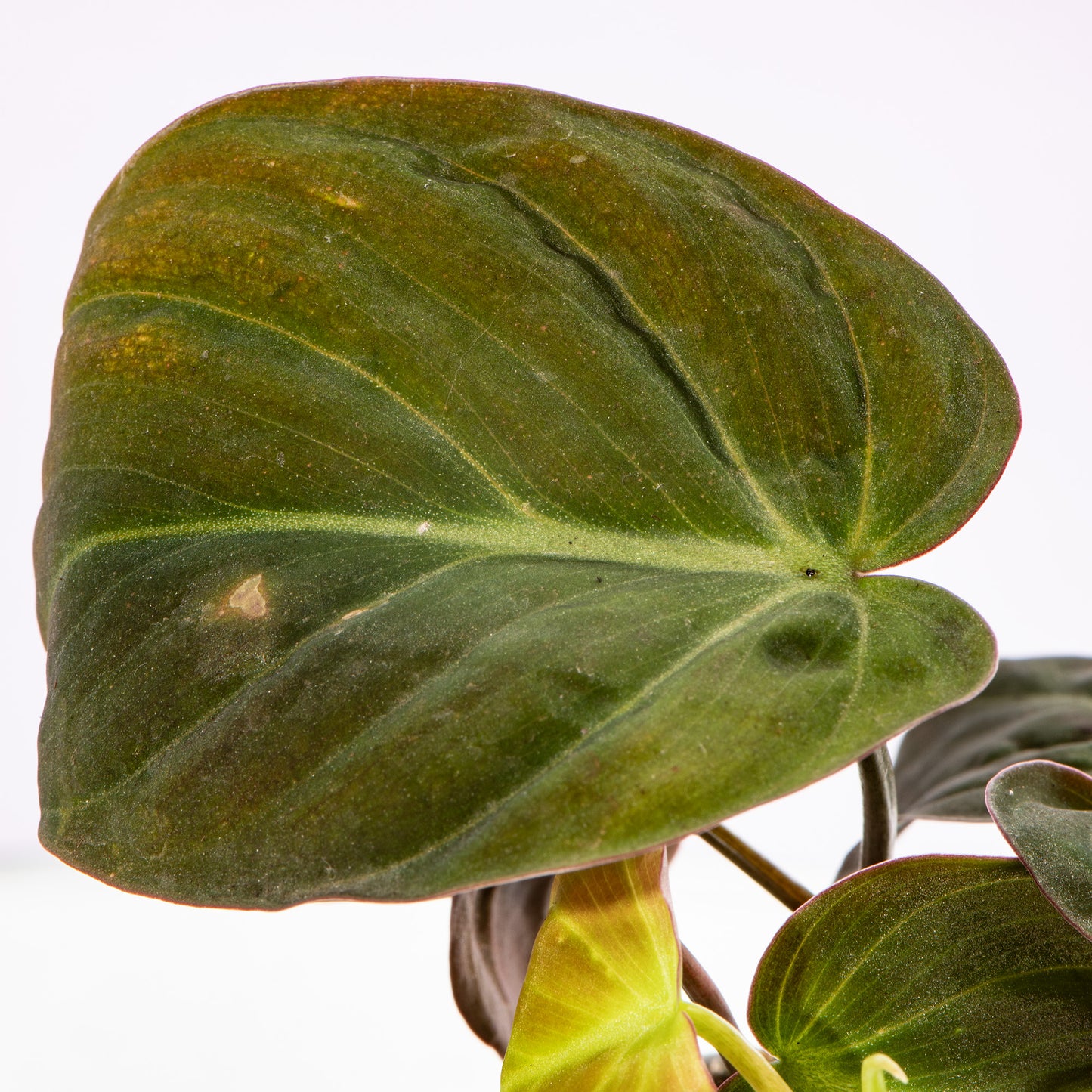 Baby Plants - Philodendron Micans