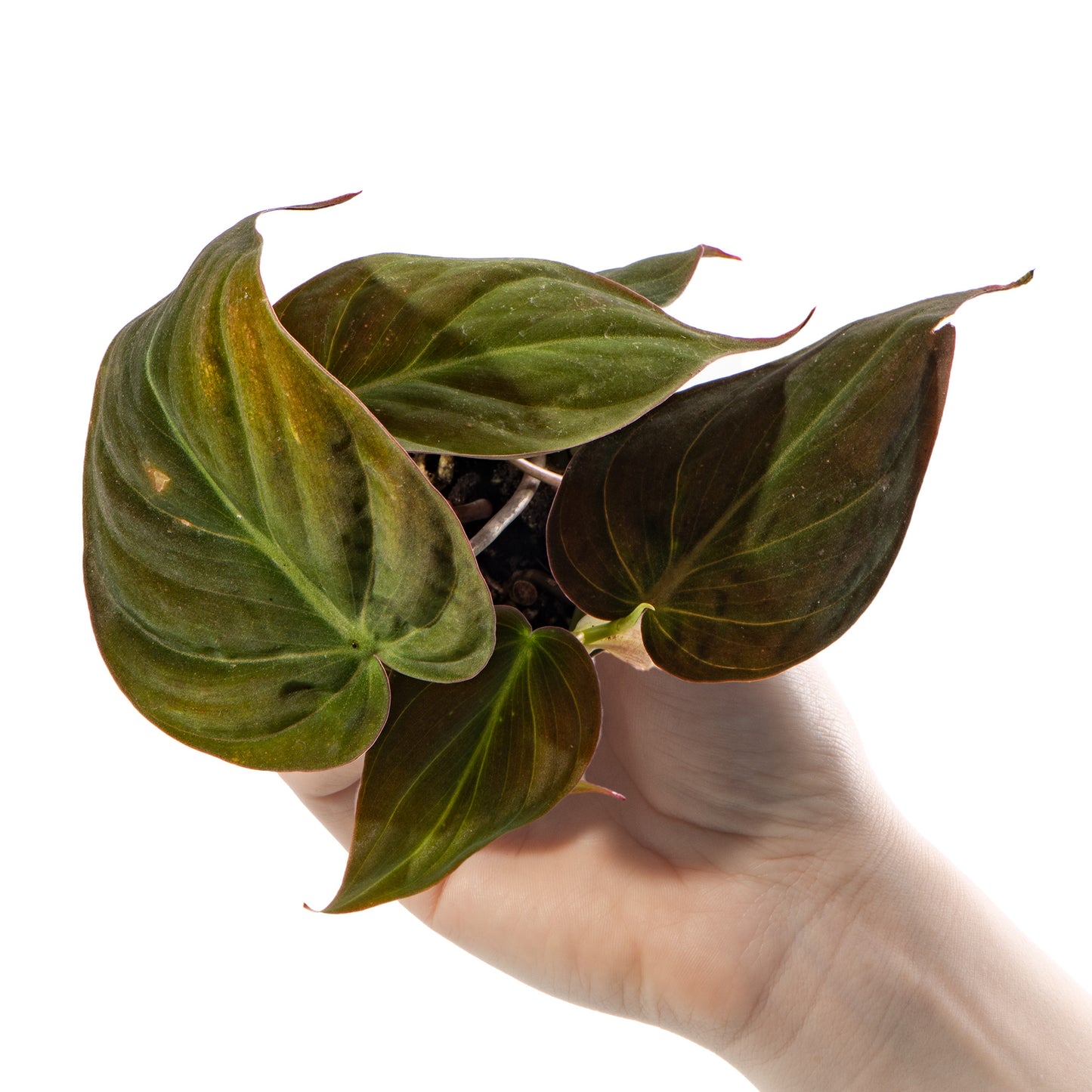 Baby Plants - Philodendron Micans