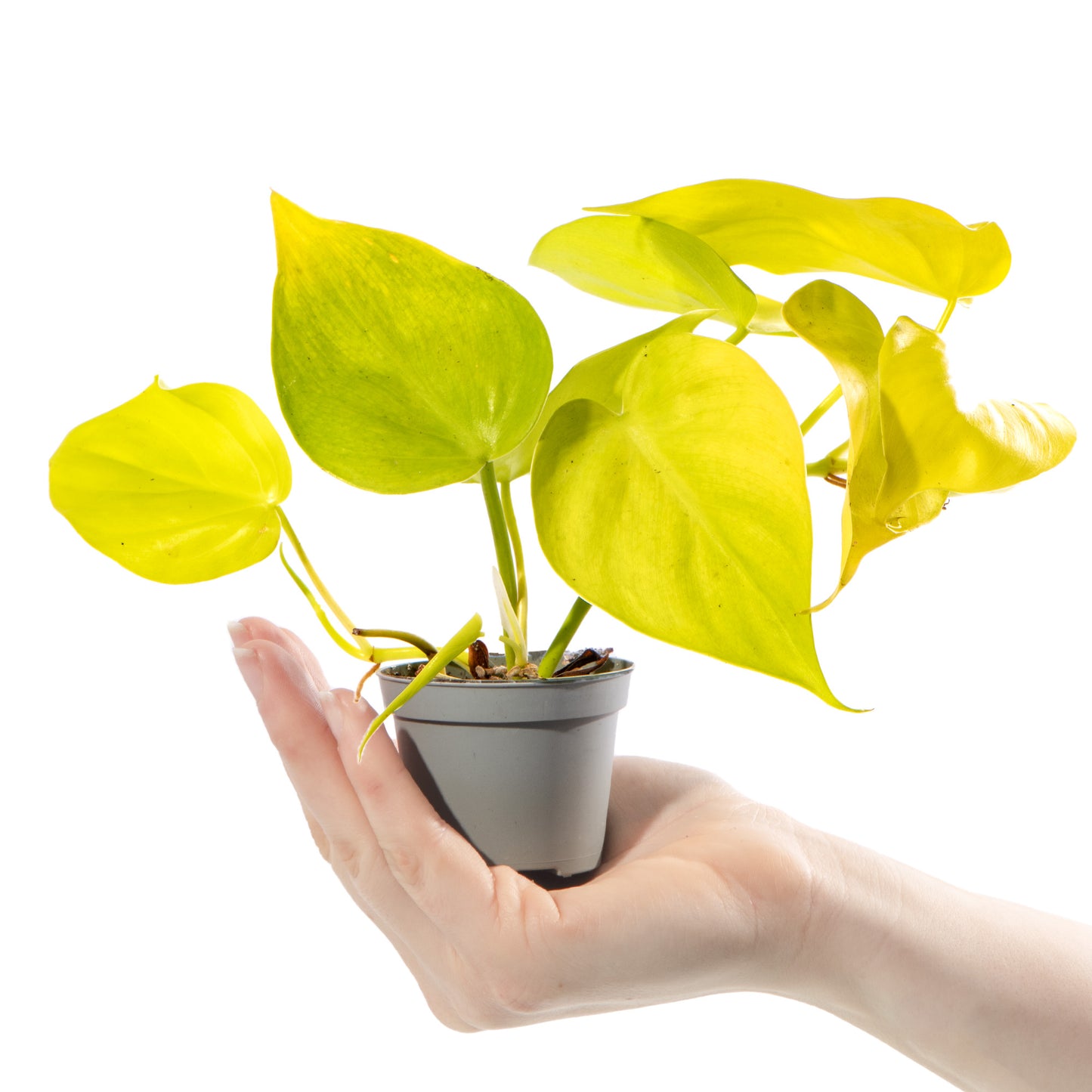 Baby Plants - Philodendron Neon