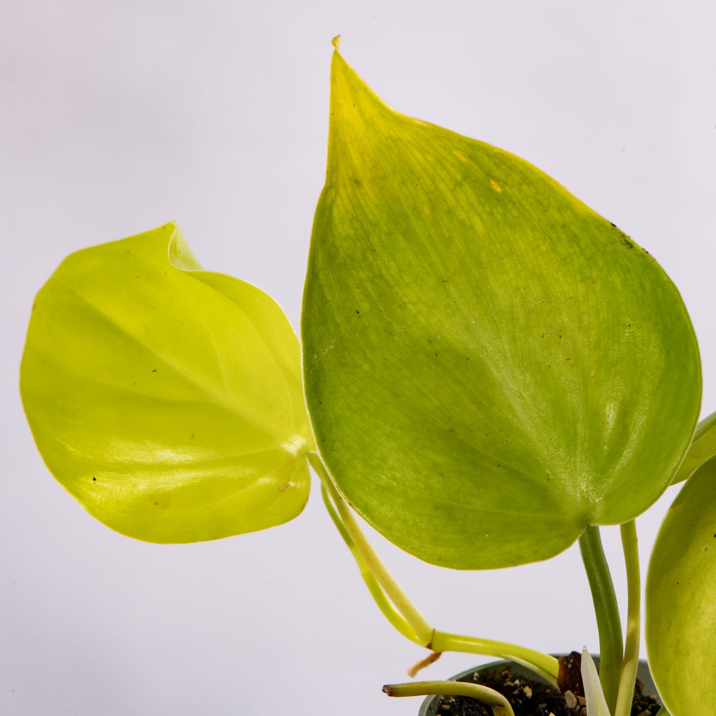 neon philodendron uk Baby Plants