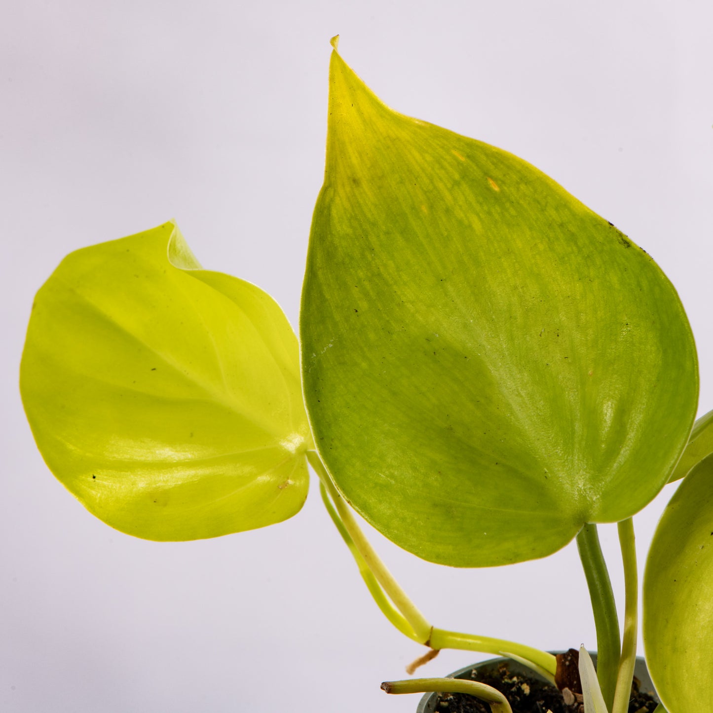 Baby Plants - Philodendron Neon