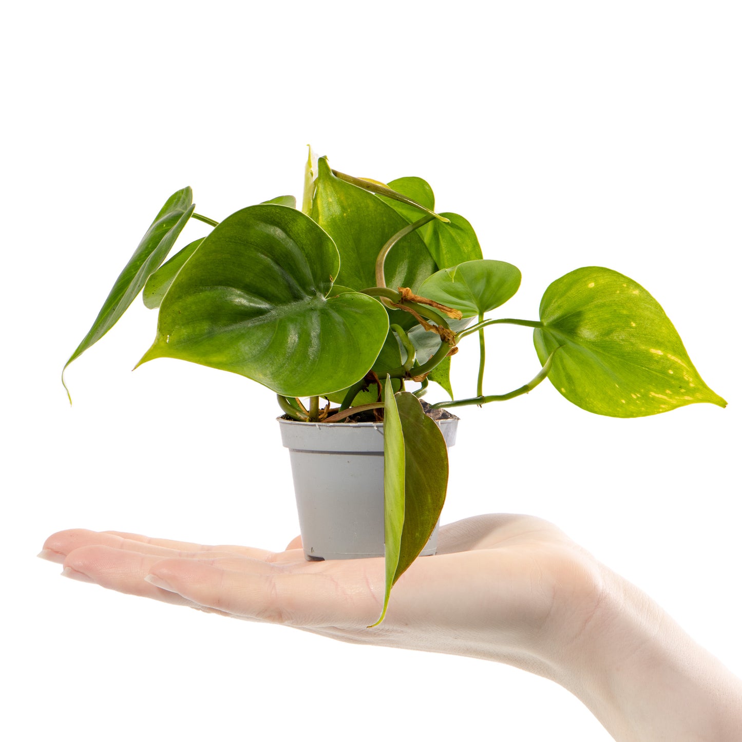 Baby Plants - Philodendron Scandens