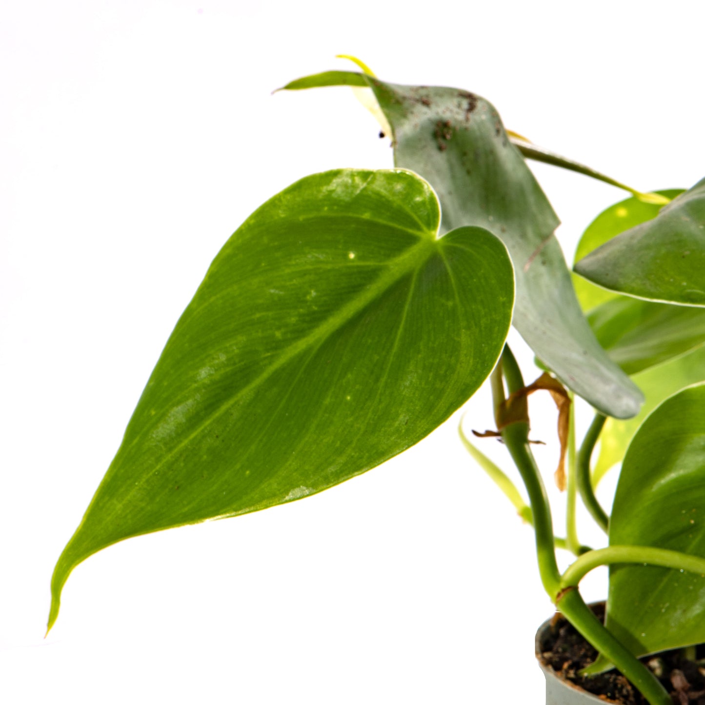 Baby Plants - Philodendron Scandens