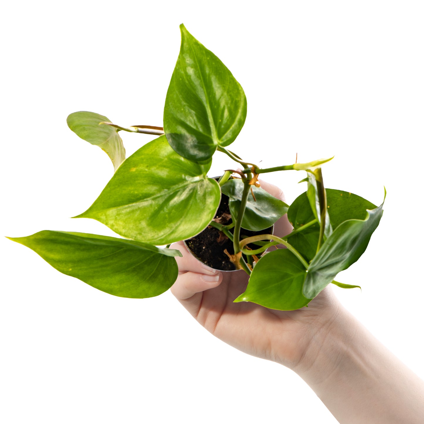 Baby Plants - Philodendron Scandens