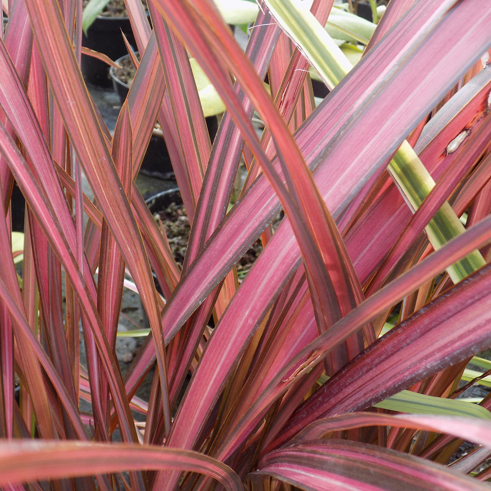 Phormium Evening Glow (9cm)