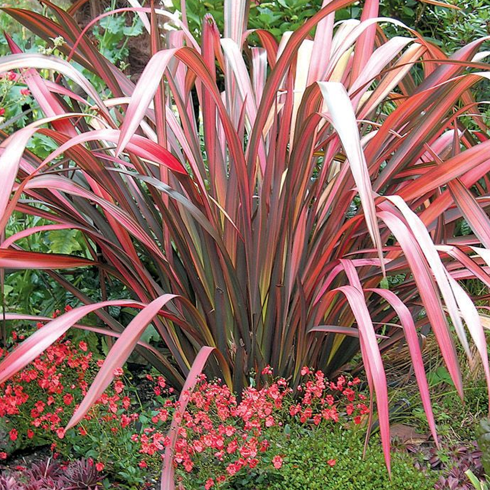 Phormium Evening Glow (9cm)