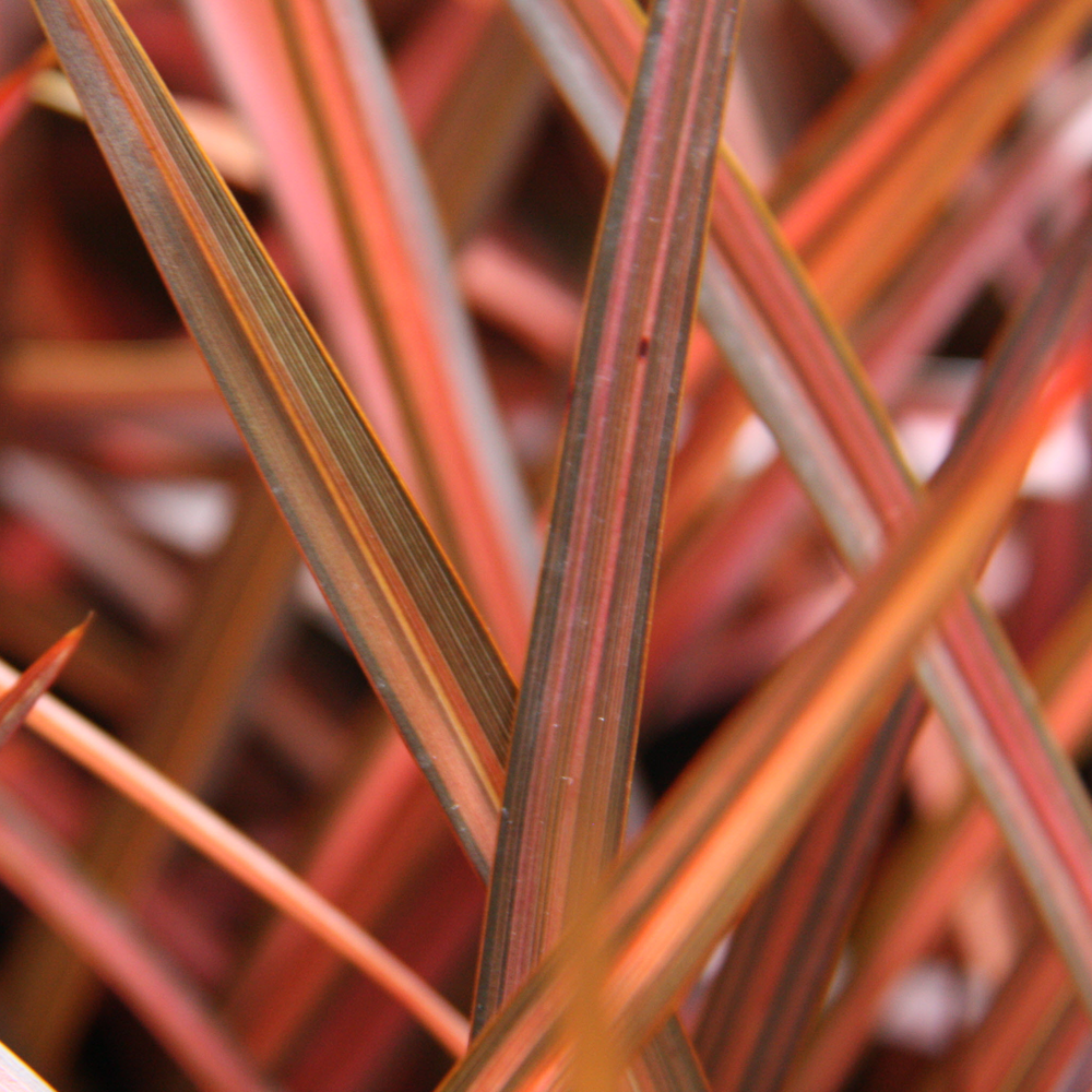 Phormium Evening Glow (9cm)