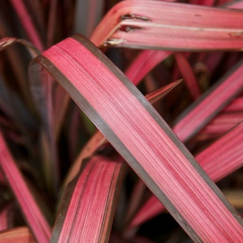 Phormium Evening Glow (9cm)