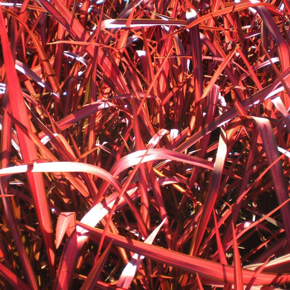 Phormium Evening Glow (9cm)