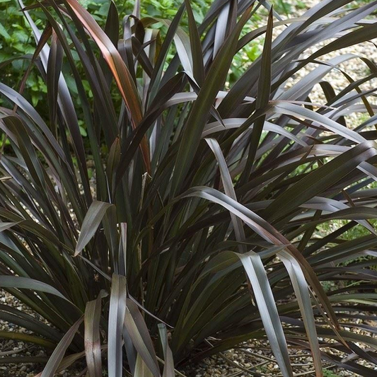 Phormium Platts Black (9cm)