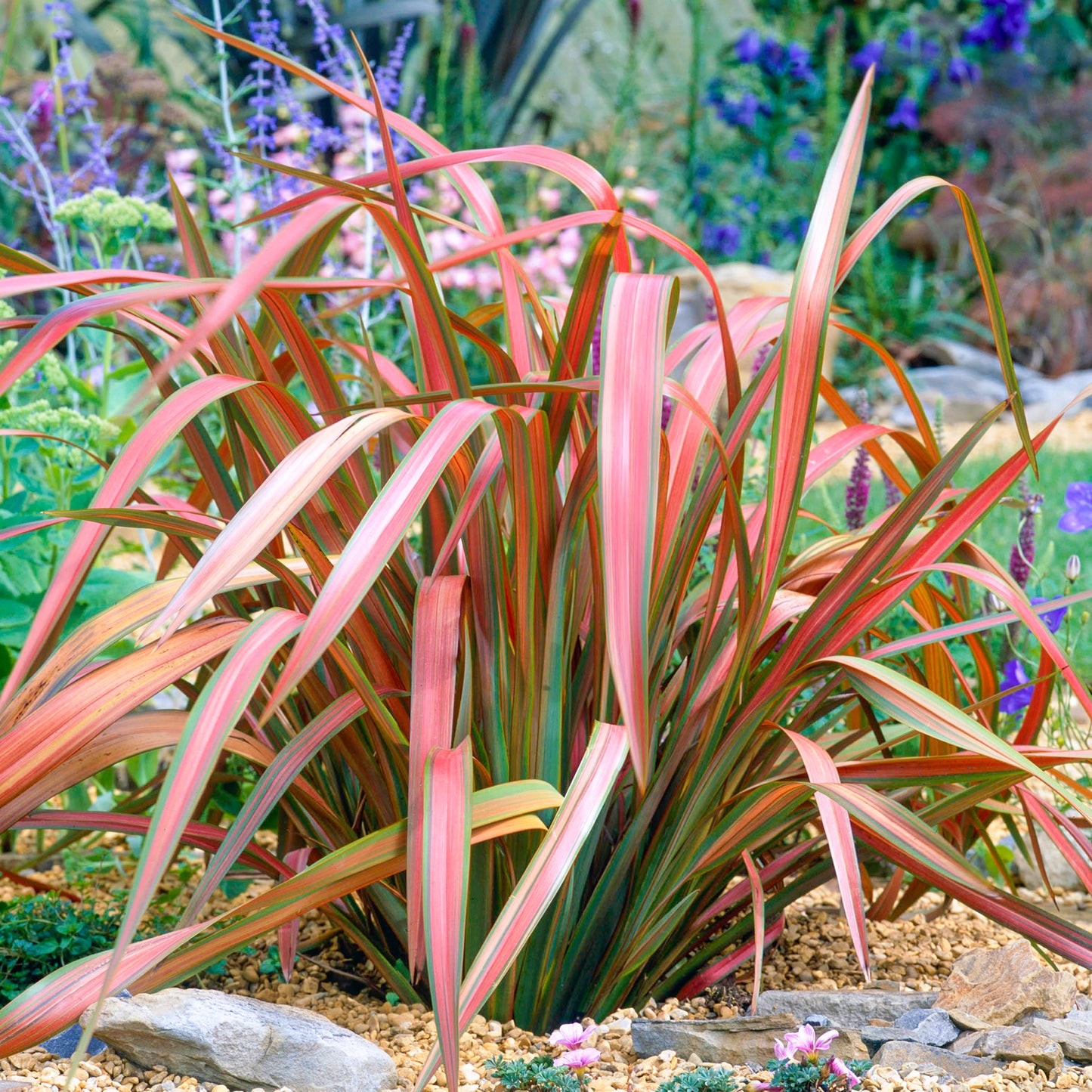 Phormium Jester (9cm)