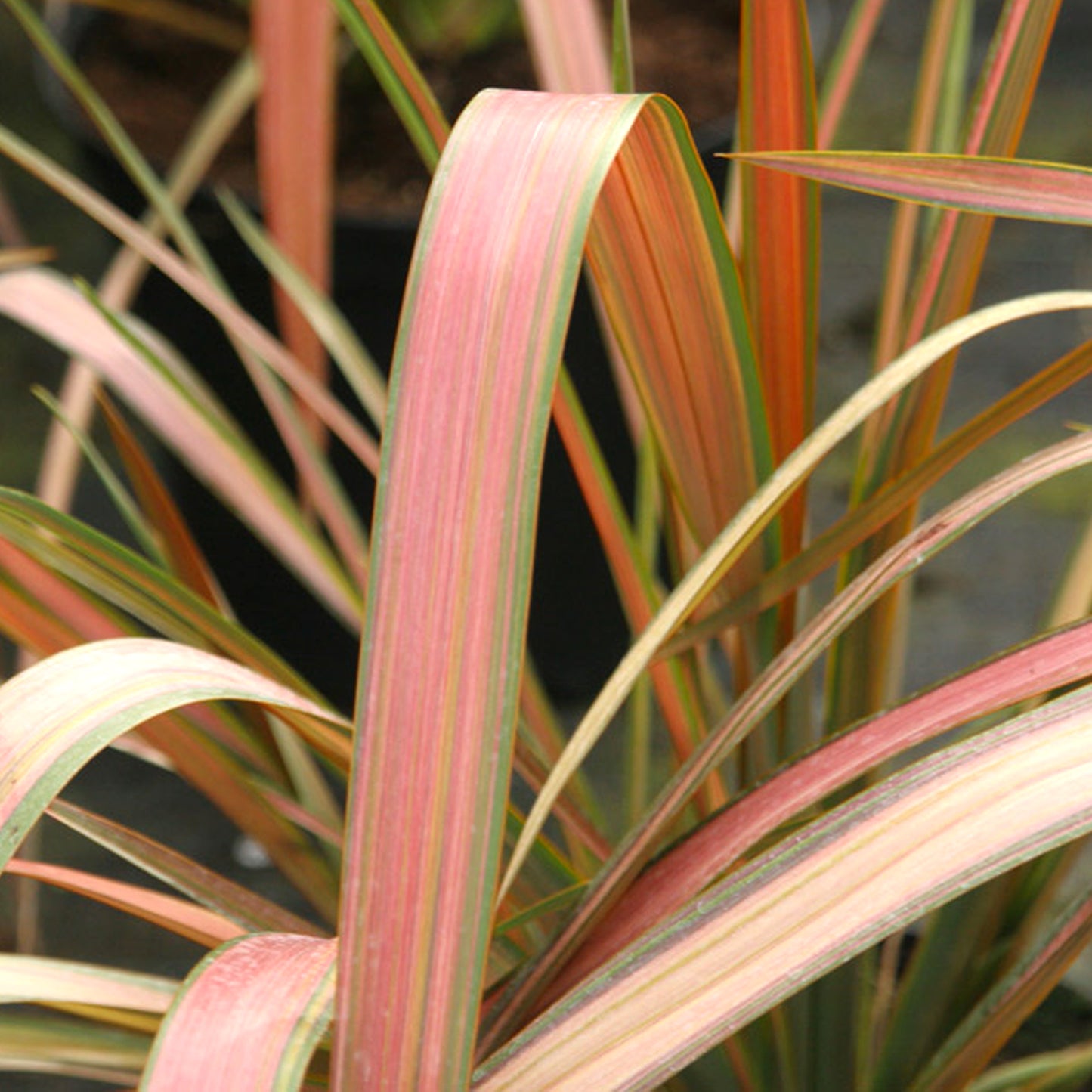 Phormium Jester (9cm)