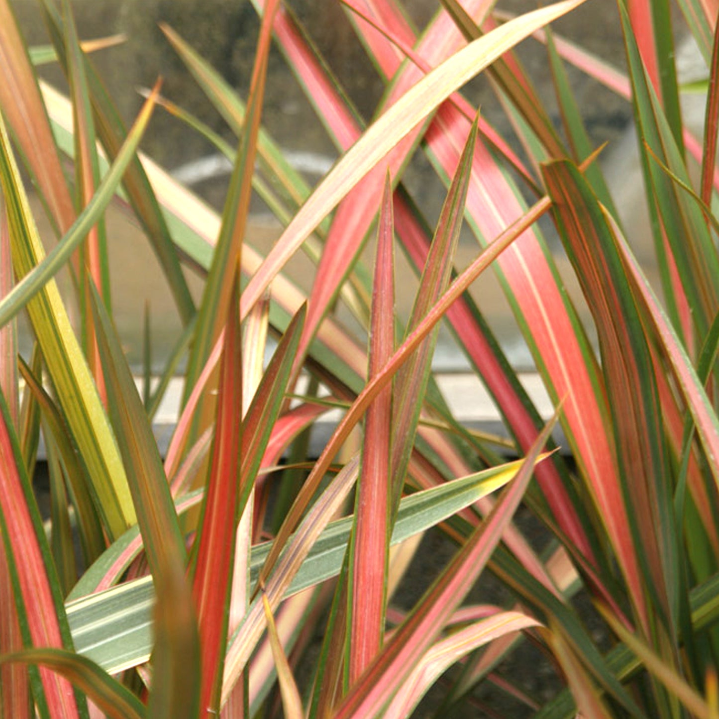 Phormium Jester (9cm)