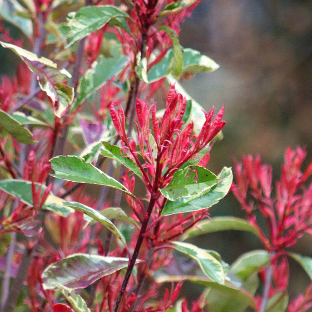 Photinia Louise (9cm)