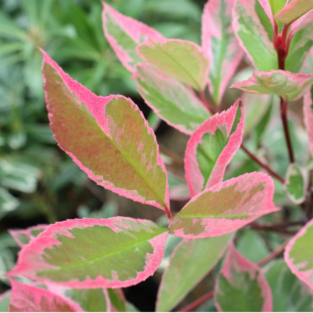 Photinia Louise (9cm)