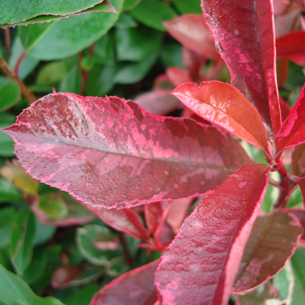 Photinia Louise (9cm)
