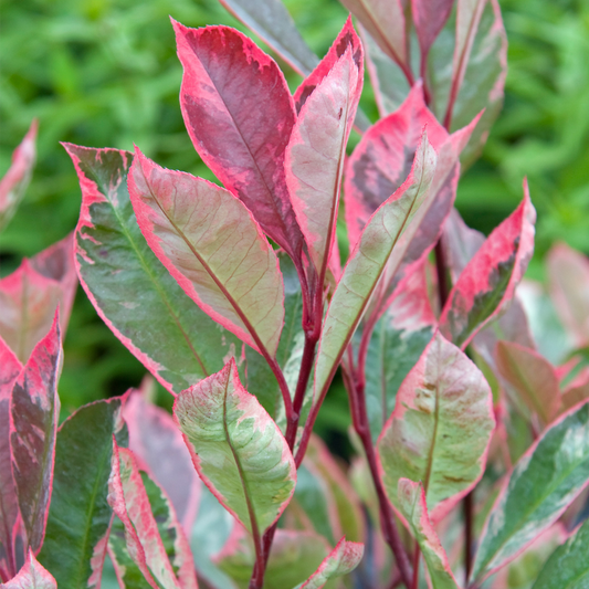 Photinia Louise (9cm)