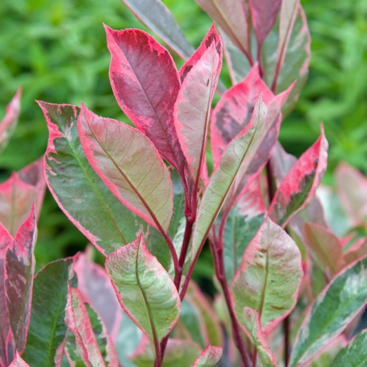 Photinia Louise Tree (12L, 5-6ft)