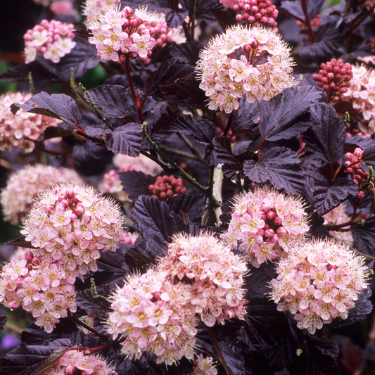 Physocarpus Lady in Red (9cm)