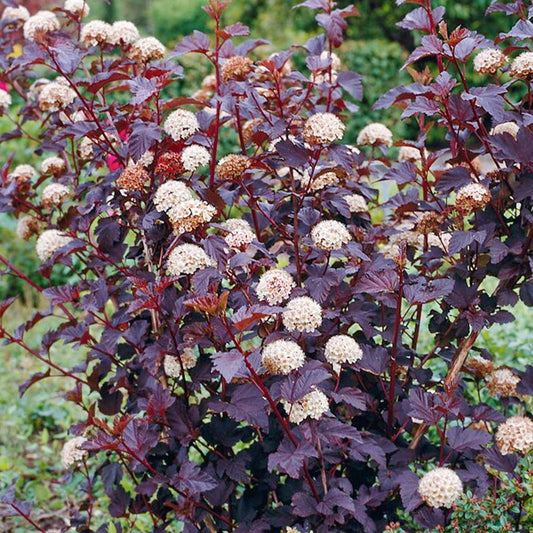 Physocarpus Summer Moon (9cm)