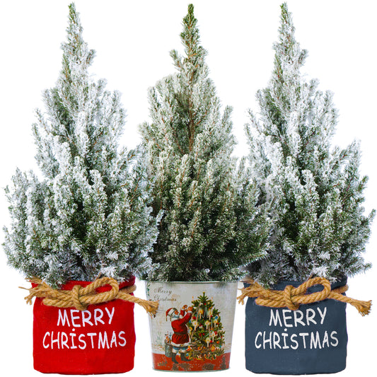 Picea Conica with Snow Effect