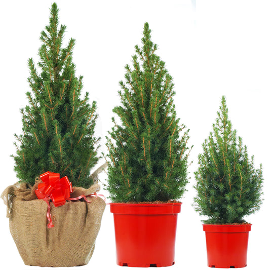 Picea Glauca Conica in Red Pot