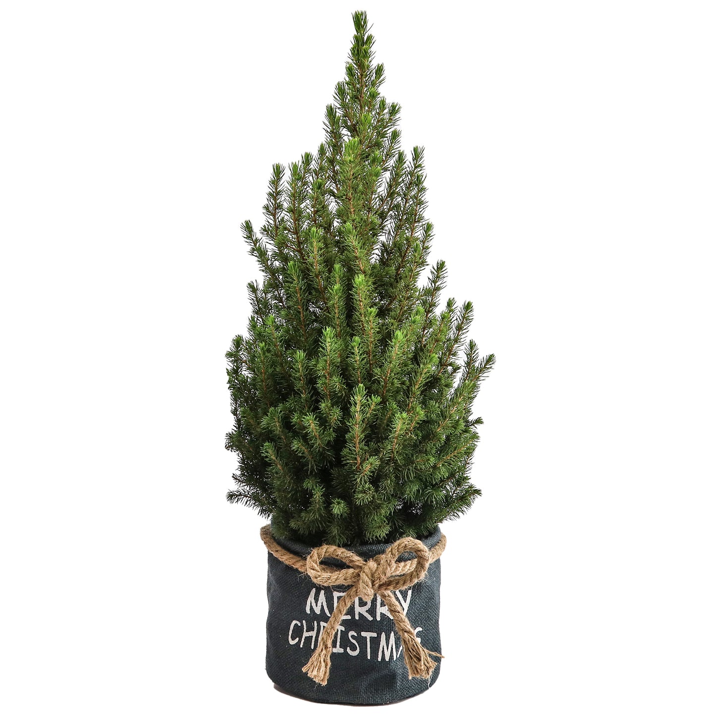 Picea Conica in Christmas Bag