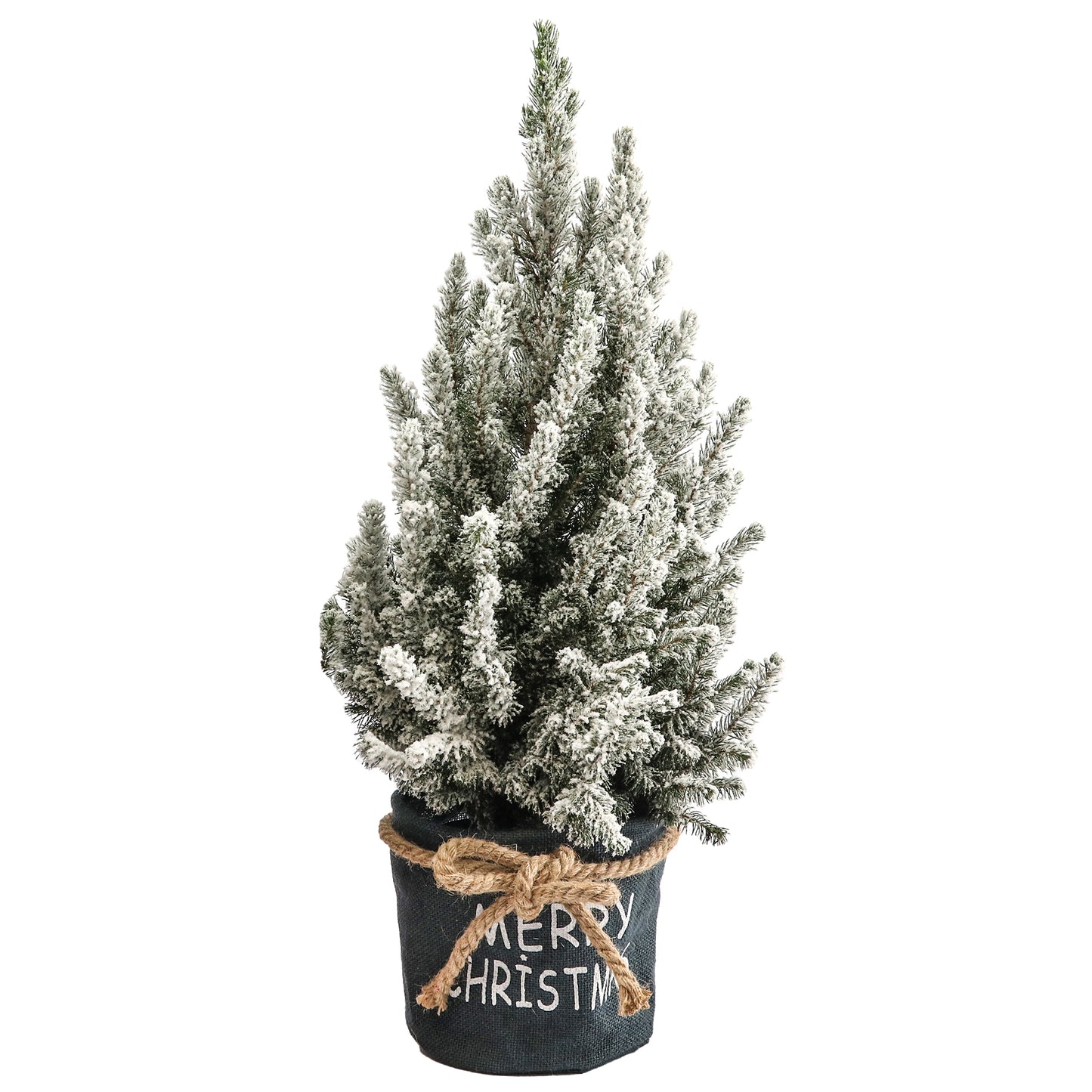 Picea Conica in Christmas Bag