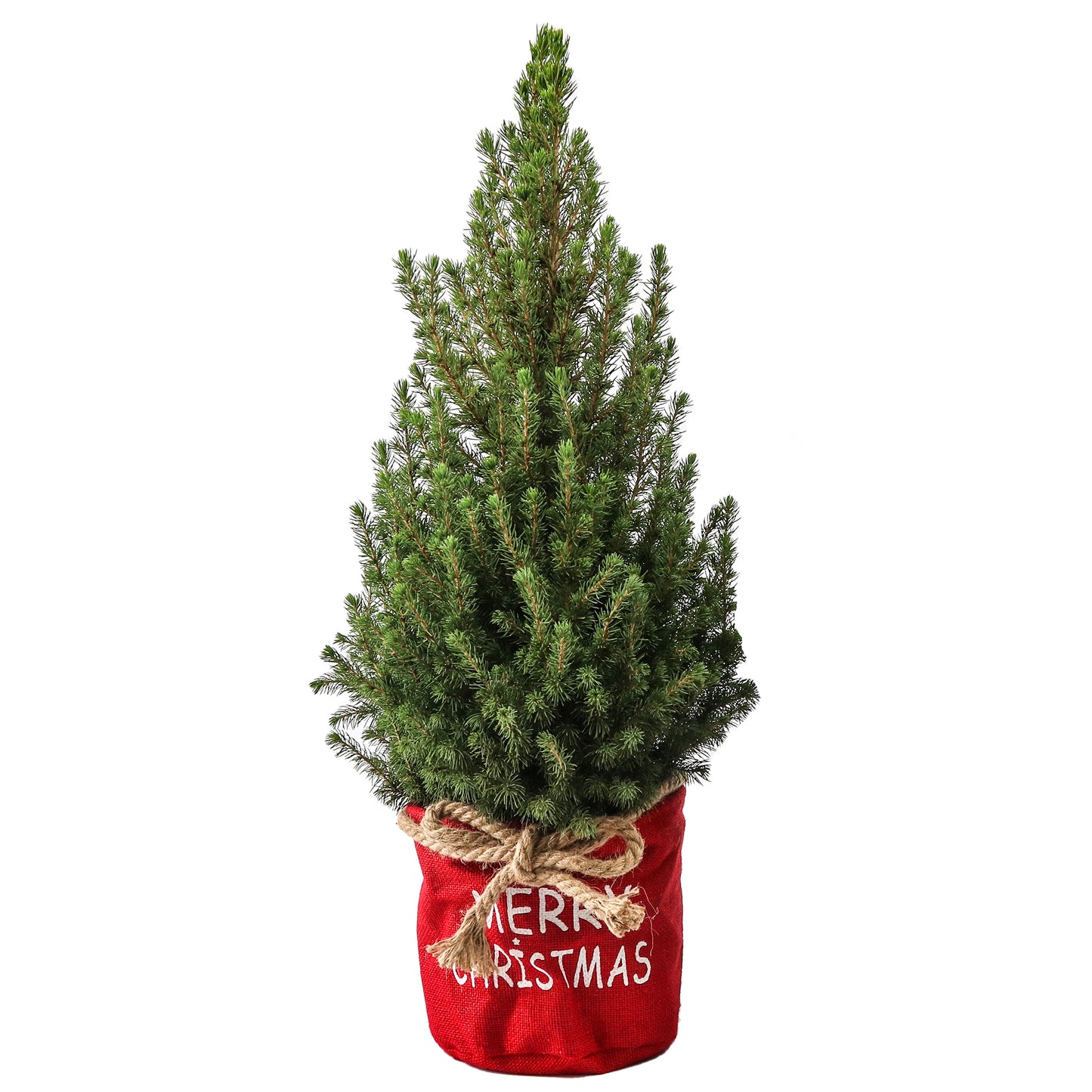 Picea Conica in Christmas Bag