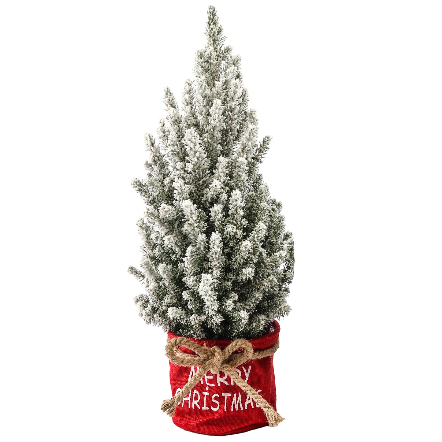 Picea Conica in Christmas Bag