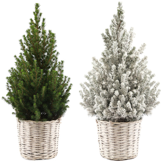 Picea Conica in White Wicker Basket