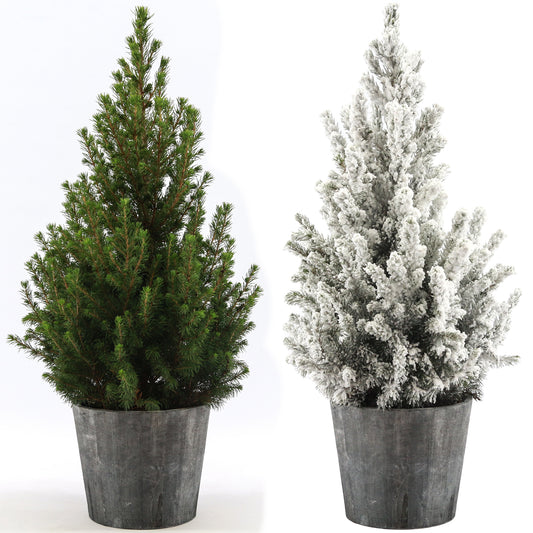 Picea Conica in Wooden Pot