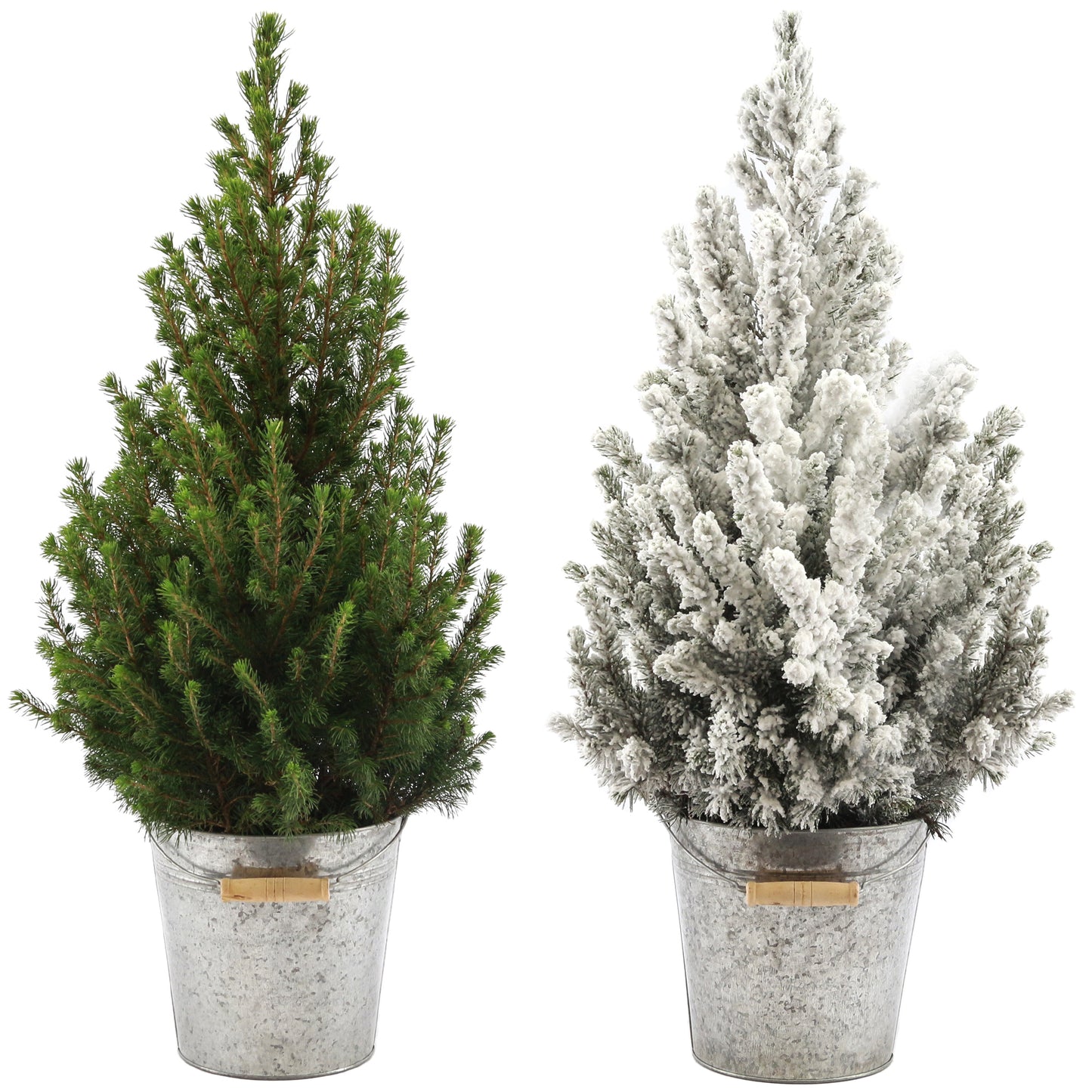 Picea Conica in Zinc Pail