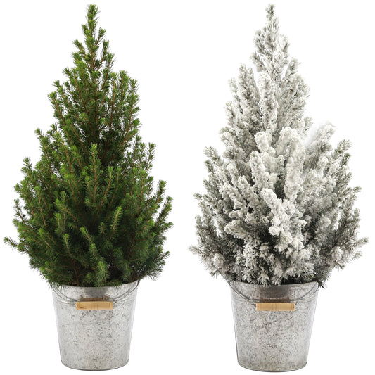 Picea Conica in Zinc Pail