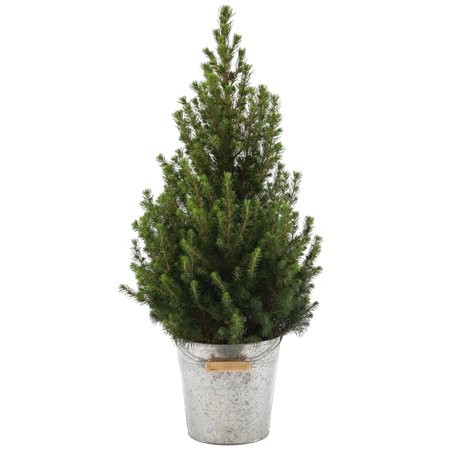 Picea Conica in Zinc Pail