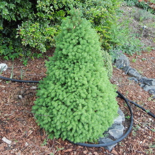 Picea Conica (9cm)
