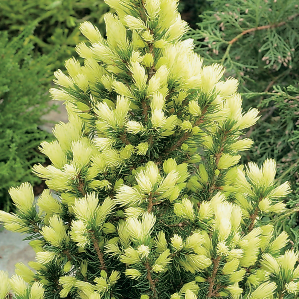 Picea Daisys White (9cm)