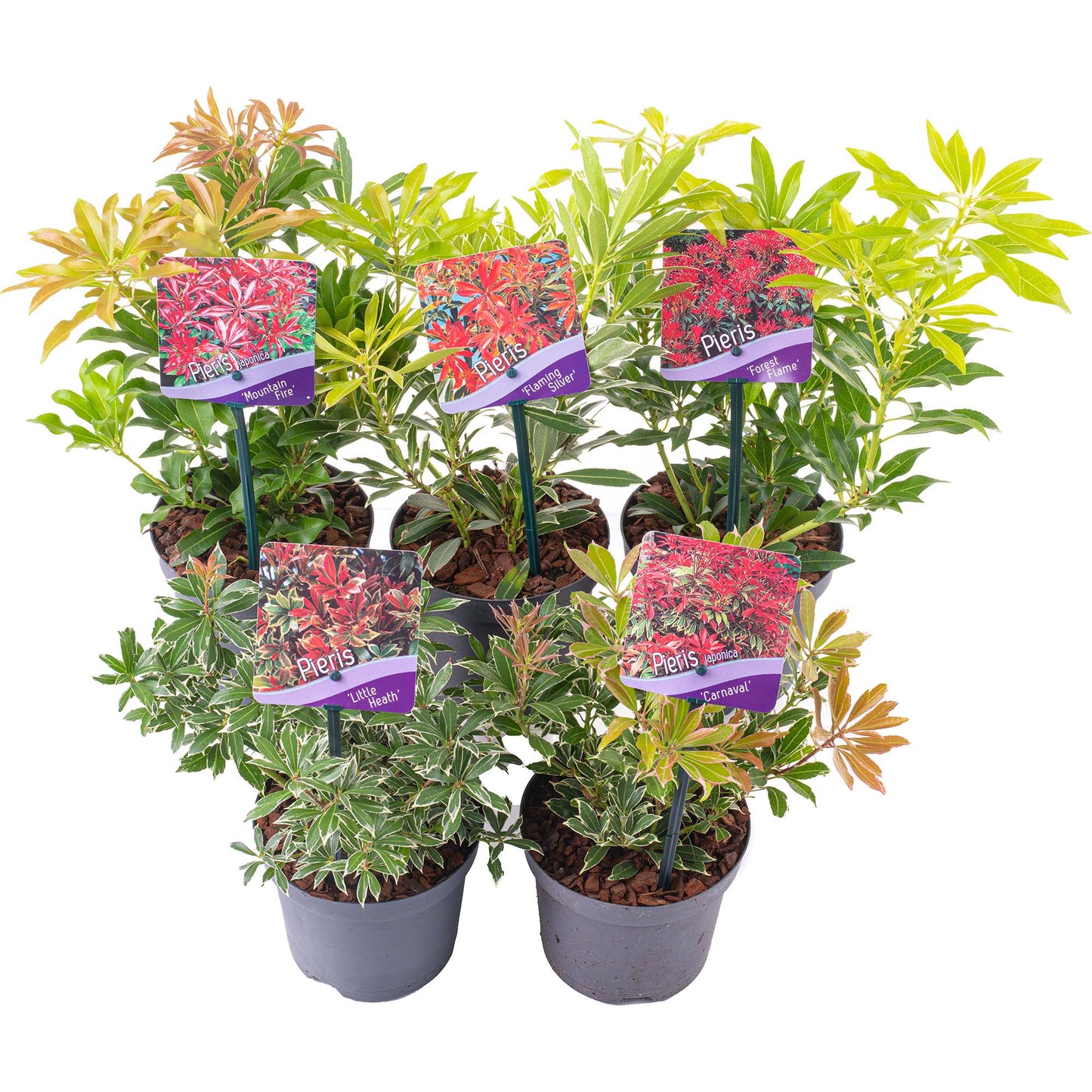 Pieris Mix (1L, Pack of 5)