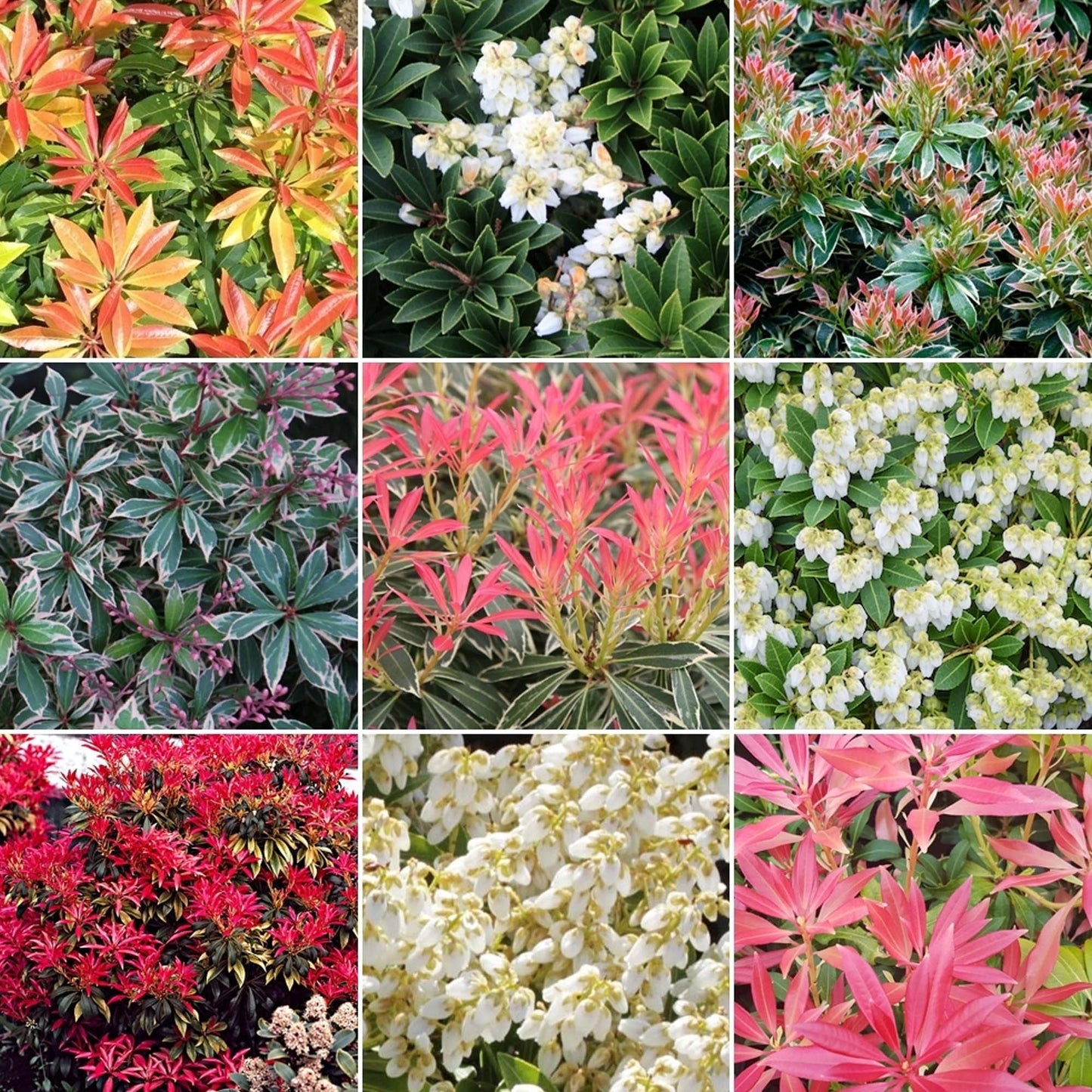 Pieris Mix (1L, Pack of 5)