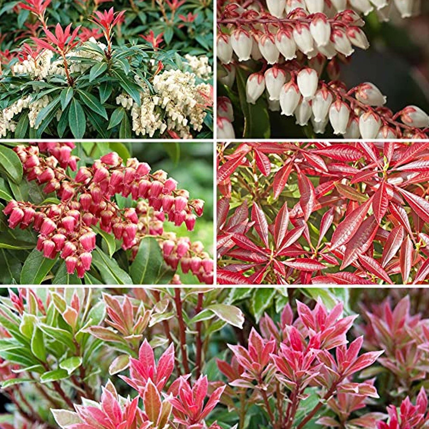 Pieris Mix (1L, Pack of 5)